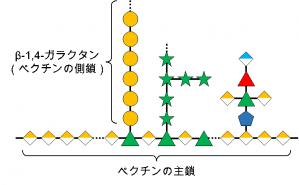 図2. ペクチンの側鎖に見られるβ-1,4-ガラクタンの構造