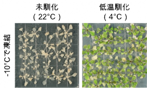 図1. 低温馴化した植物と未馴化の植物の凍結耐性の違い