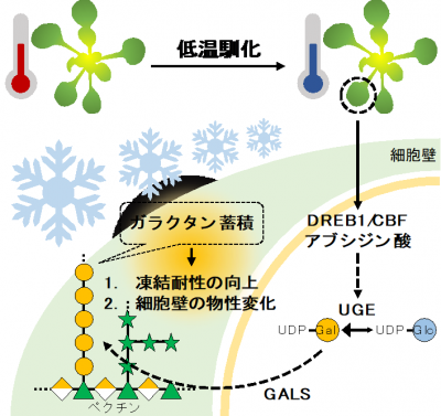 図5.低温馴化過程でβ-1,4-ガラクタンが蓄積する機構