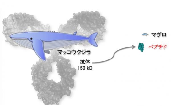 抗体分子とペプチドの大きさ比較の図