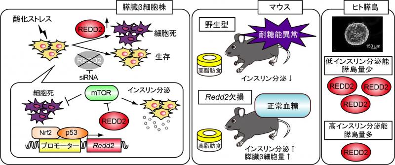 press_0526