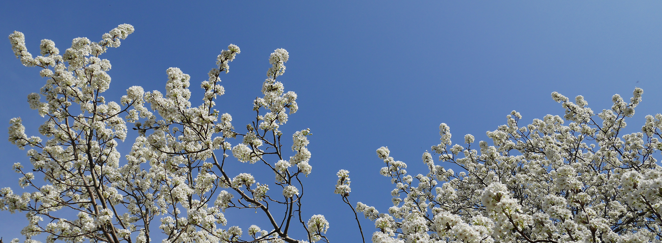 ナシ属園芸品種