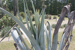 agave20120516