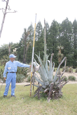 agave20120530