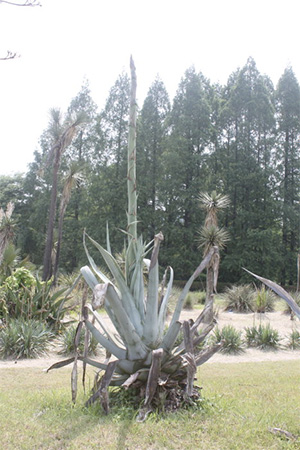 agave20120604