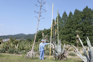 agave20120614