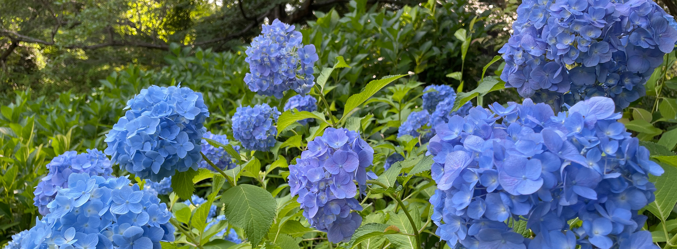 アジサイ