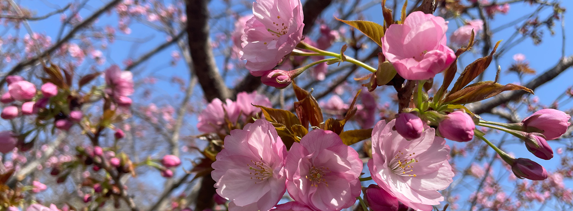 サクラ（紅南殿）