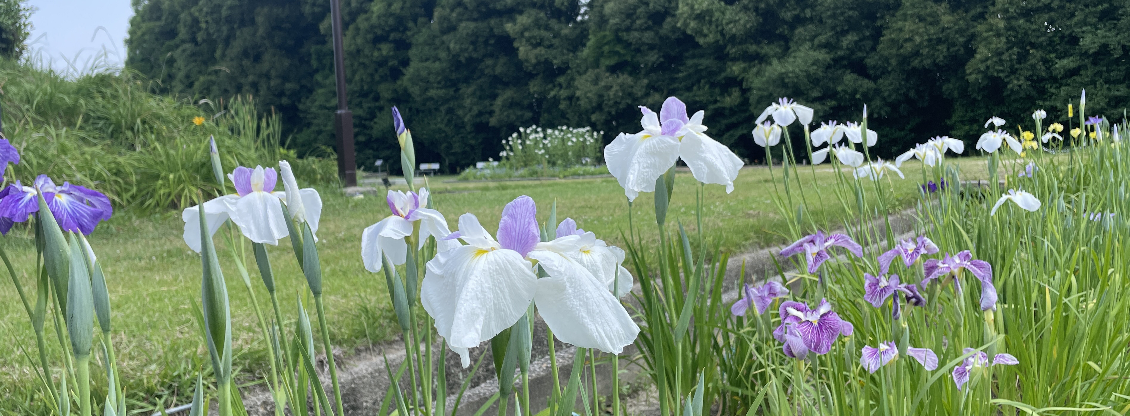 花菖蒲