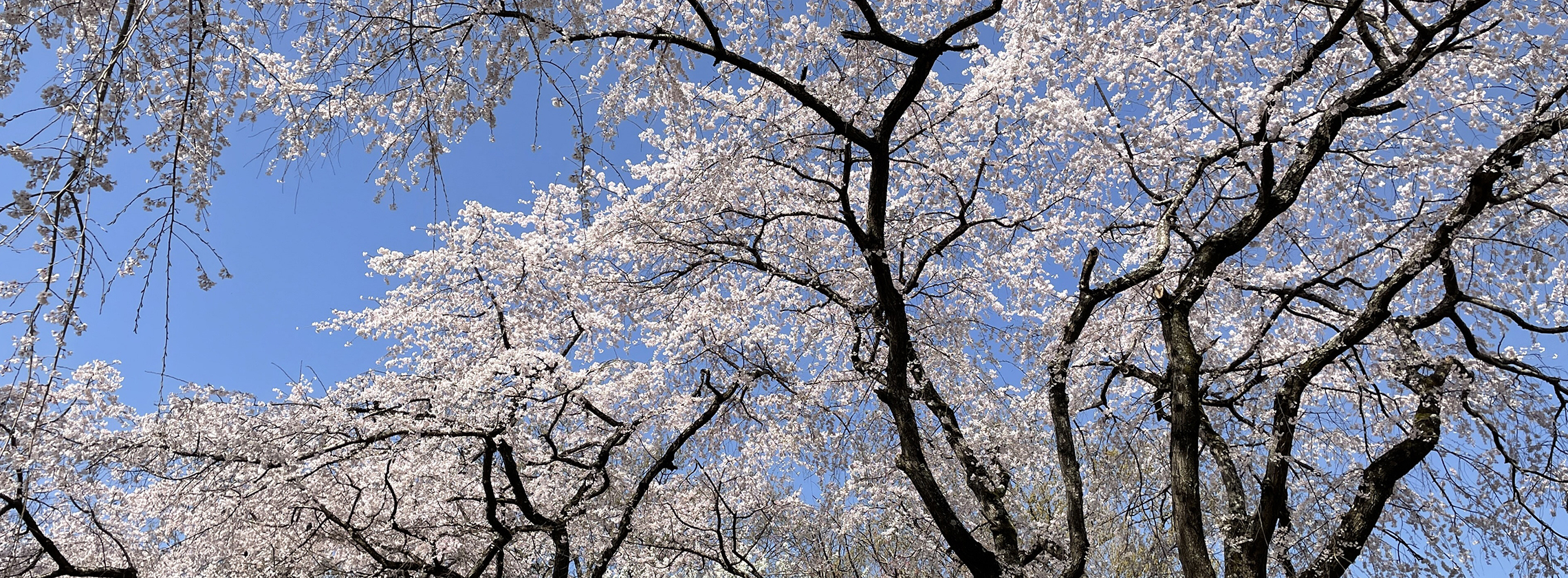サクラ（糸桜）