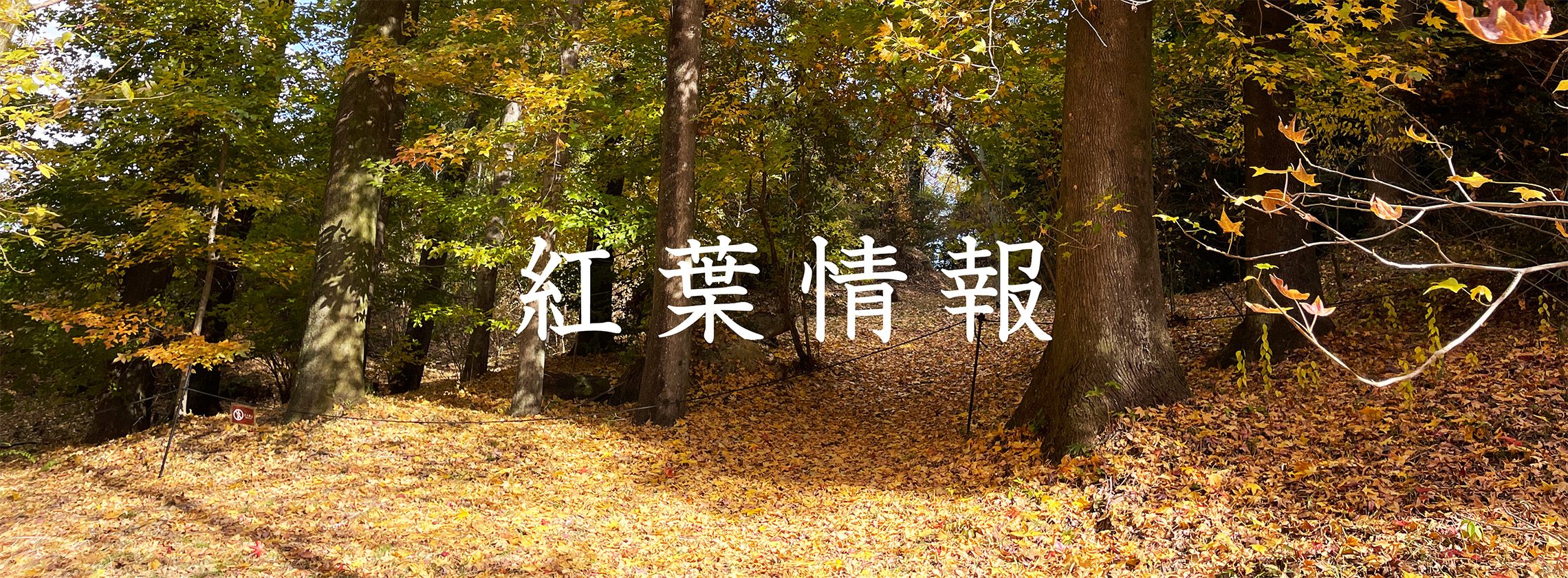 koyo2024