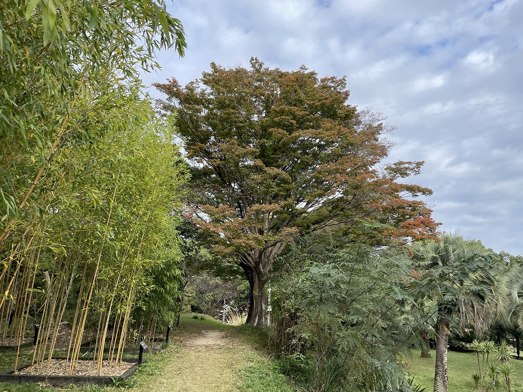 koyo20241117_04