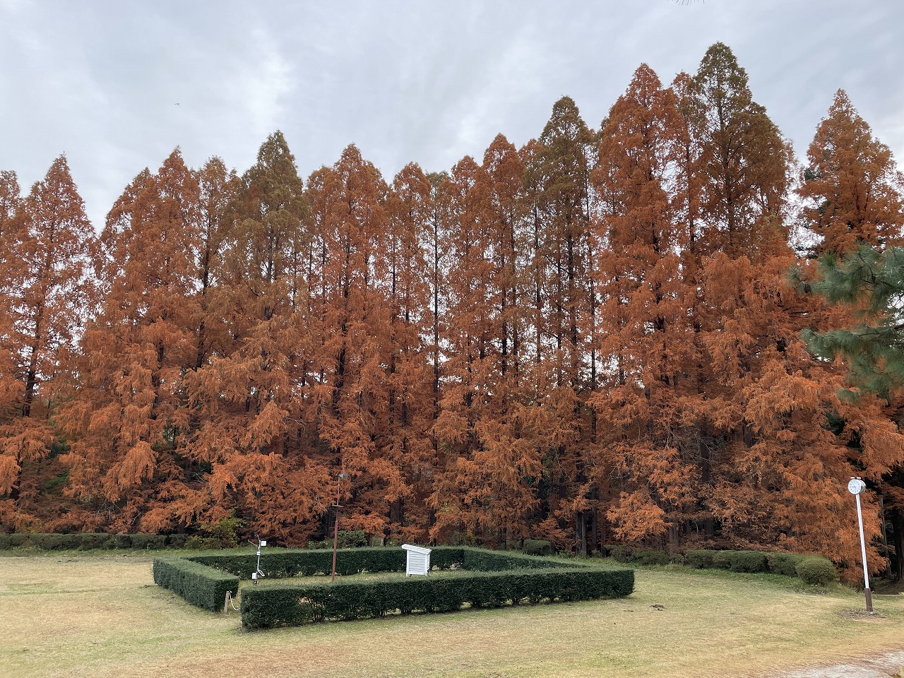 koyo20241205_02