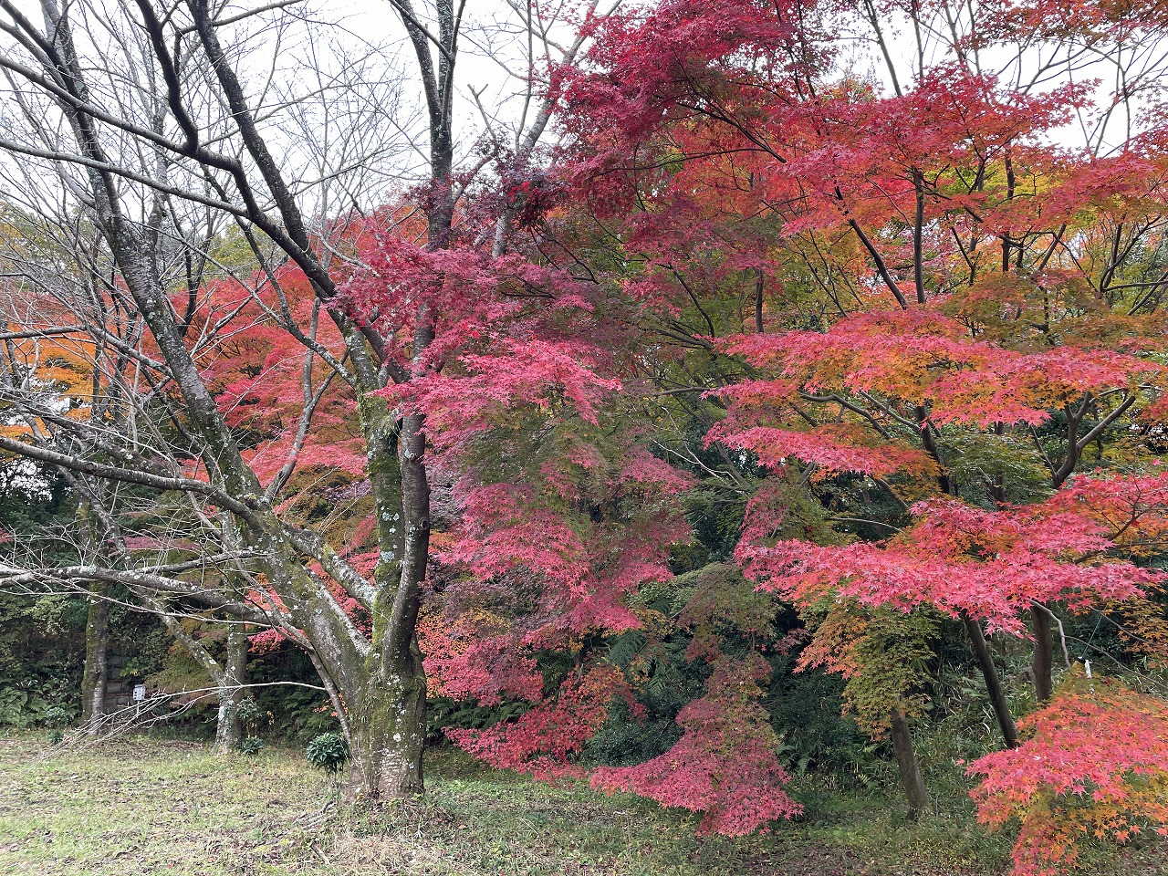 koyo20241205_04