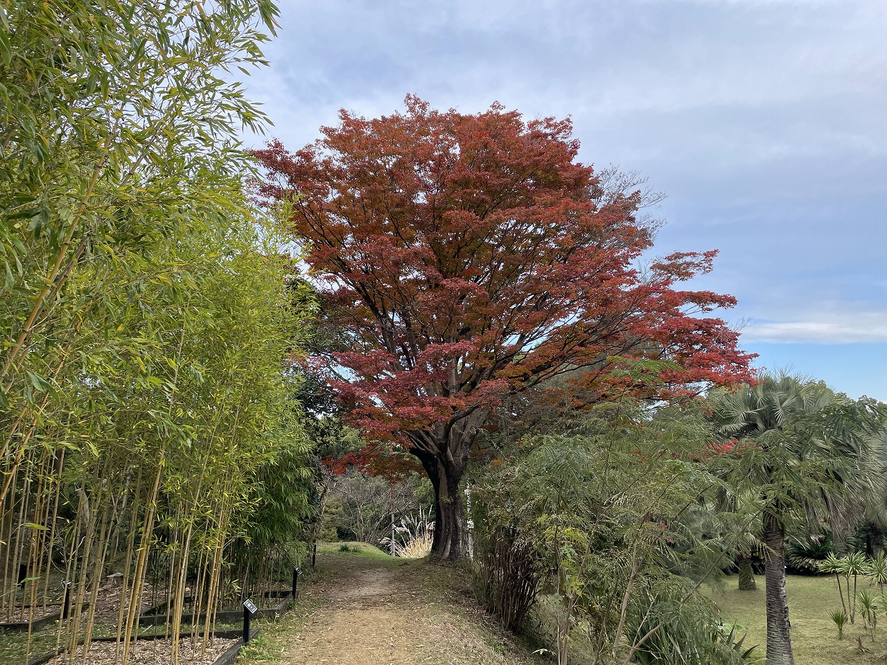 koyo20241205_04