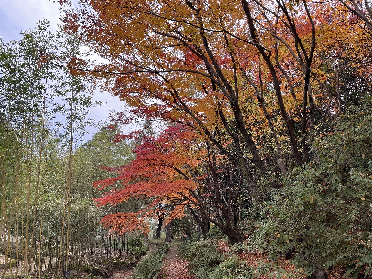 koyo20241205_06