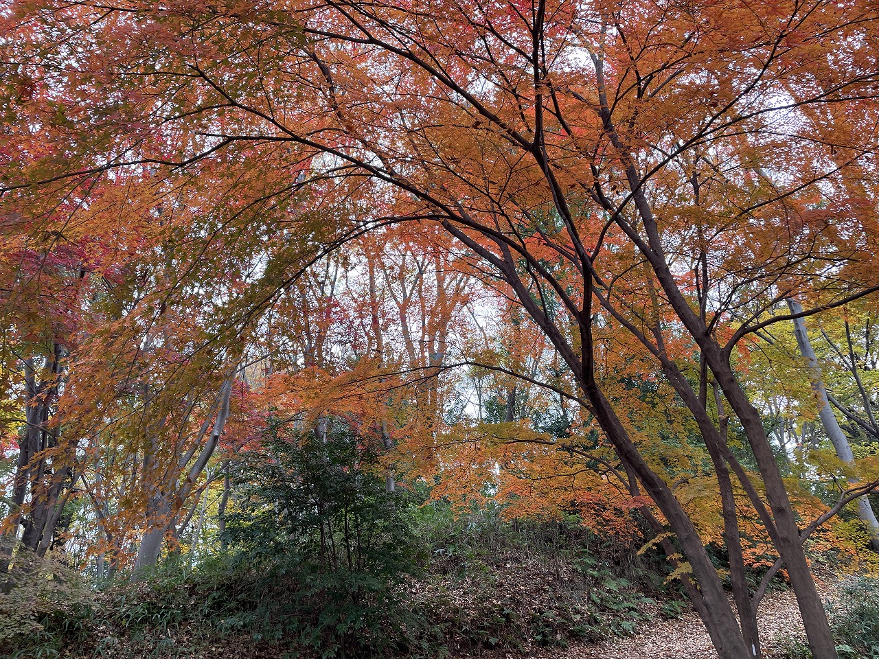 koyo20241205_07