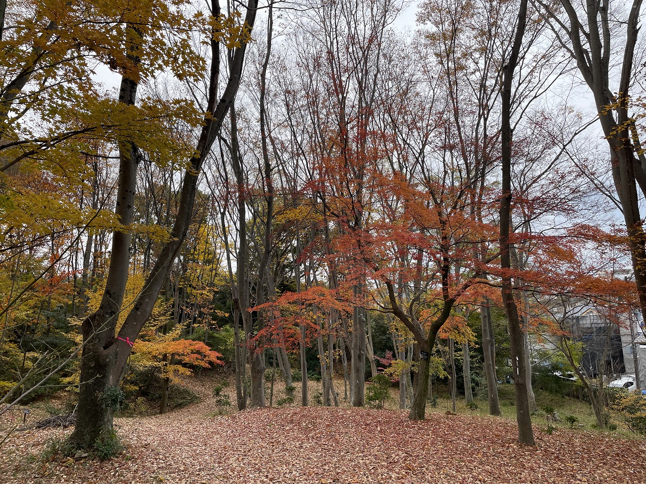 koyo20241205_08