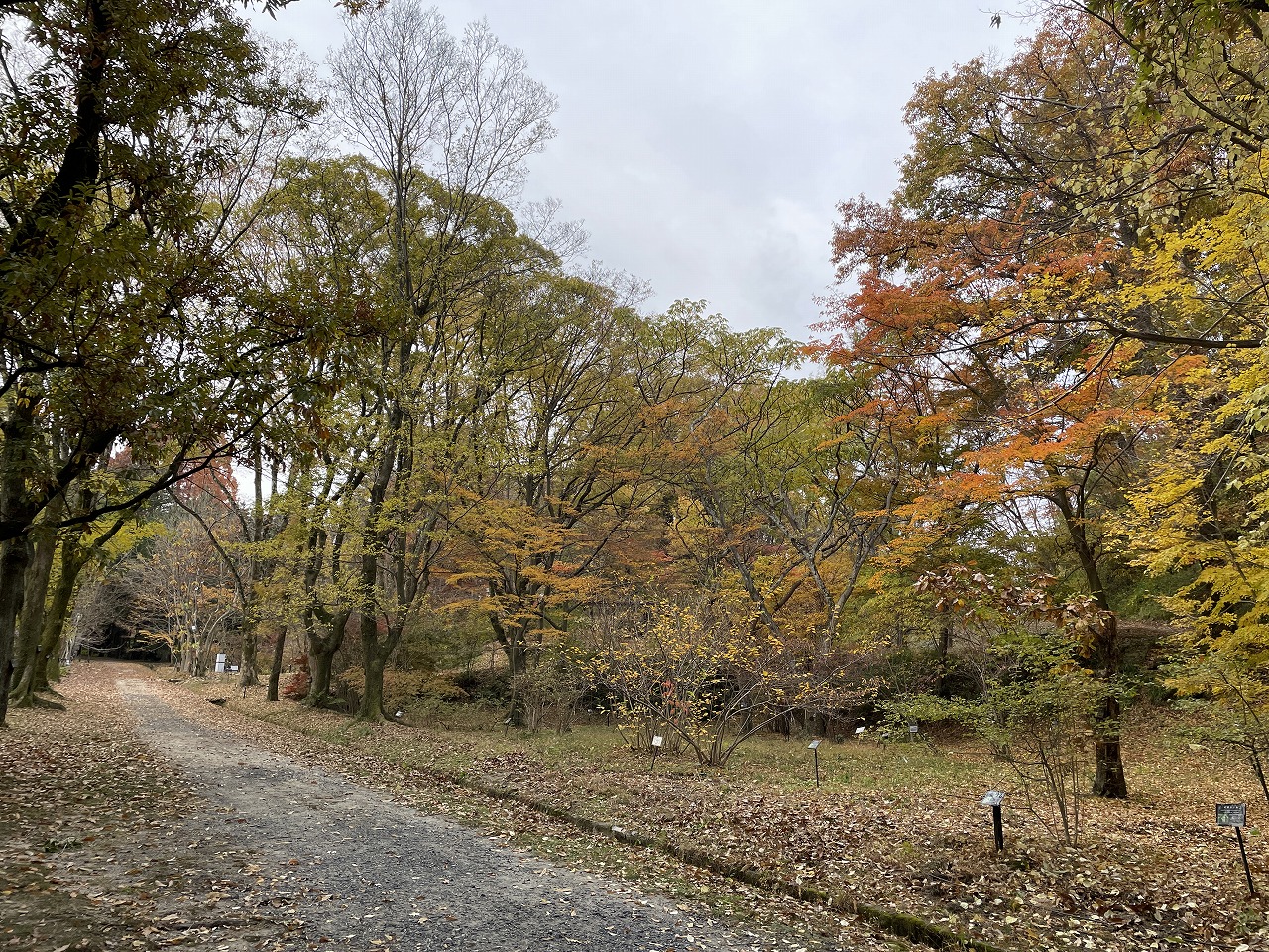 koyo20241205_10