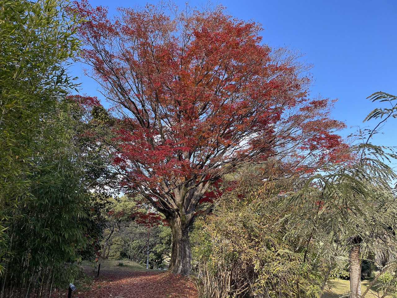 koyo20241216_04