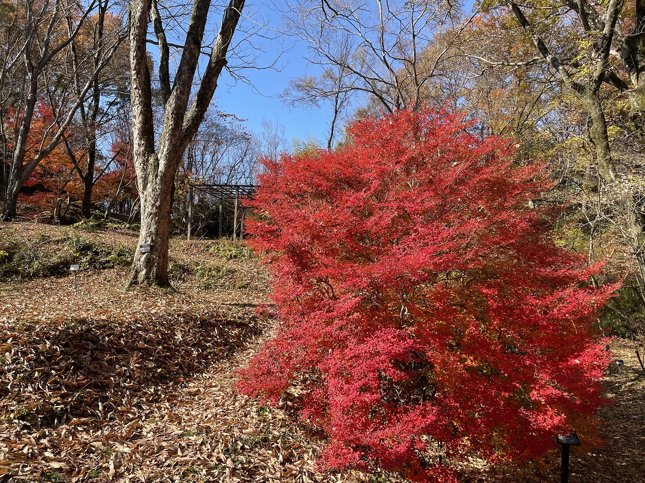 koyo20241216_07