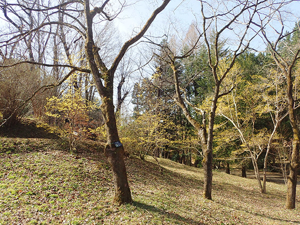 外国産鑑賞樹木園