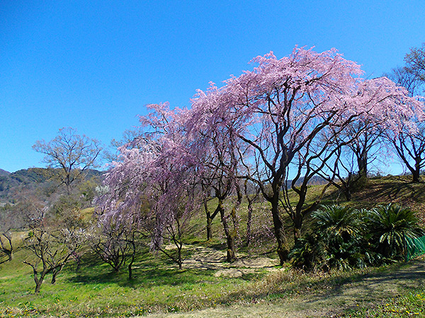 サクラ山