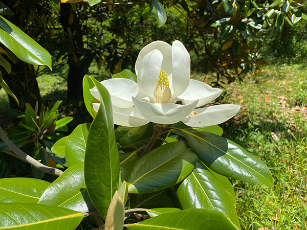 マグノリア園