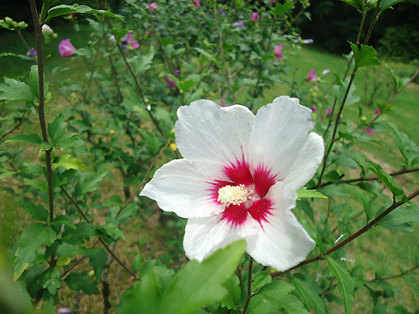 夏咲き花木