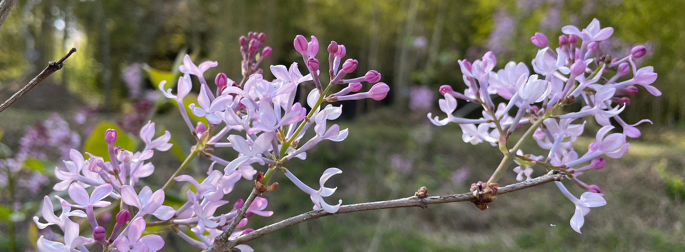 ムラサキハシドイ