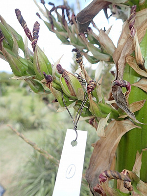 puya20190624-1