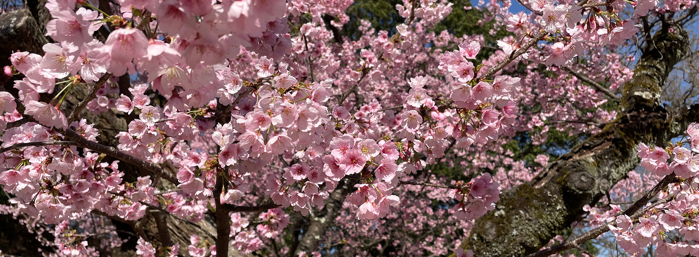 サクラ（大寒桜）