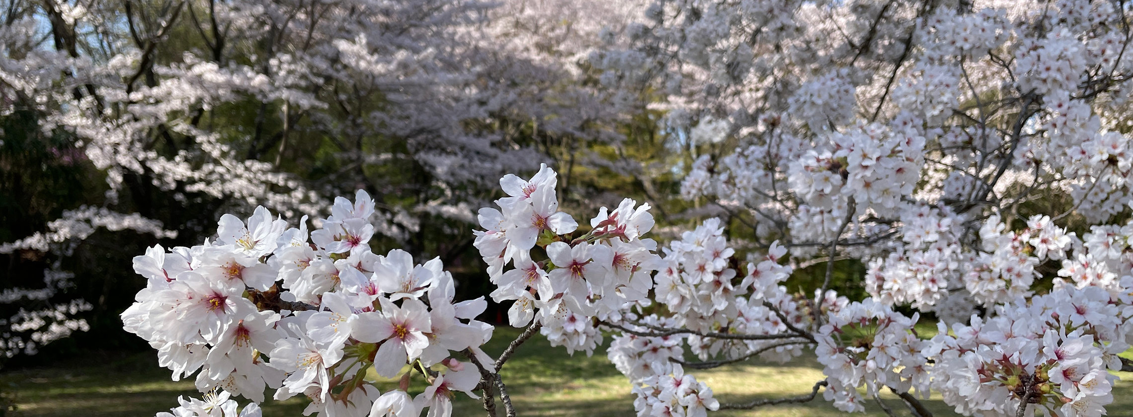 サクラ（染井吉野）