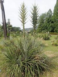 puya20190606-2