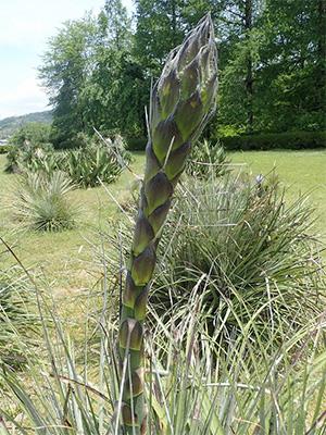 puya20190517-1