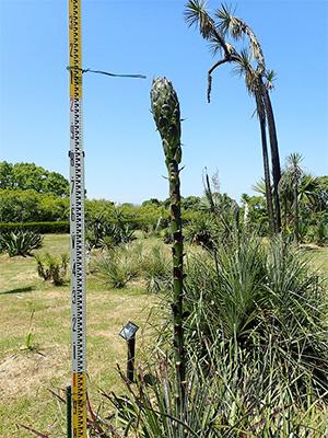 puya20190523-1