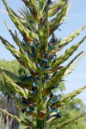 puya20190603-1