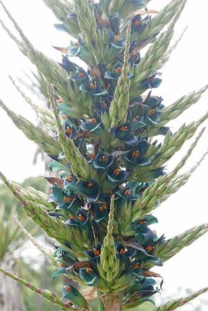 puya20190605-1