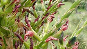 puya20190617-2