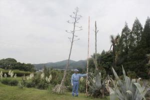 agave20120618