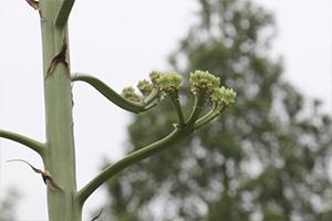 agave20120628