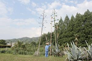 agave20120711