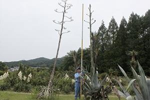 agave20120623