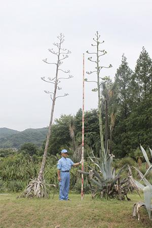 agave20120704