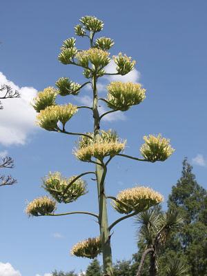 agave20120802