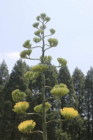 agave20120727