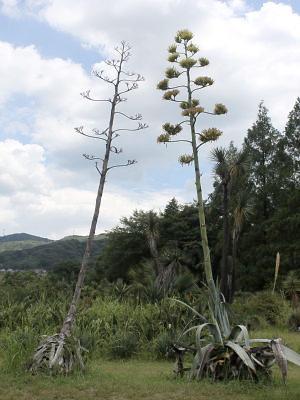 agave20120807