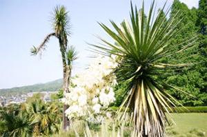 yucca20070500