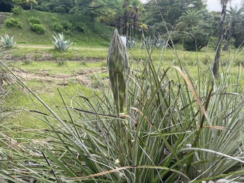 puya202519-1