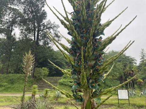 puya20250610_01